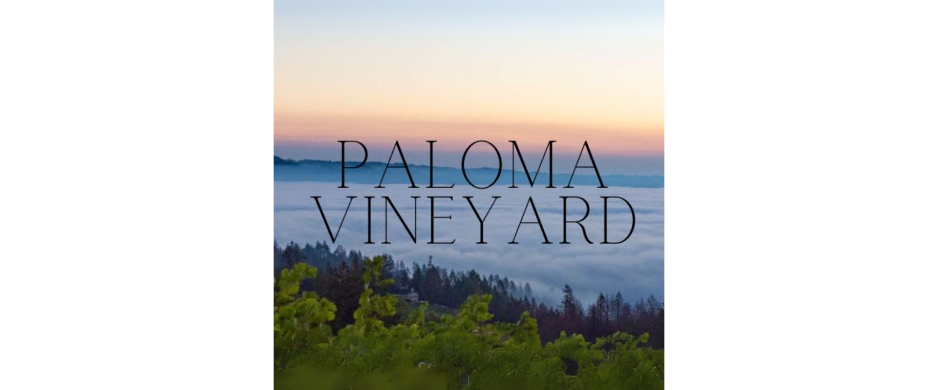 Great Holiday Gifts from Paloma Vineyard!